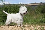 WESTIE 072